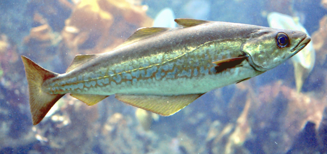 <p>cod, haddock, whiting, pollock</p><p></p><p></p><p>Key points:</p><ul><li><p>25 spp</p></li><li><p>1-3 dorsal fins, 1-2 anal fins, pelvics (often jugular), most have barbels, dermersal carnivores</p></li></ul><p></p>