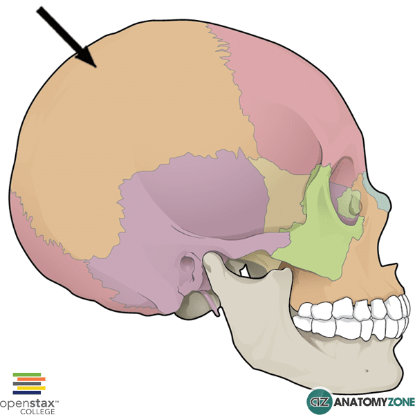<p>Pair of bones. They form superior and lateral aspects of the skull. (Form the bulk of the cranial vault.)</p>