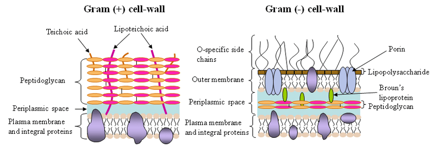 <ul><li><p>thick, multilayers of peptidoglycan </p></li><li><p>teichoic acids </p><ul><li><p>linkers</p></li><li><p>bind/regulate cationic movement across cell</p></li></ul></li></ul><p></p>
