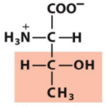<p>Identify this amino acid</p>