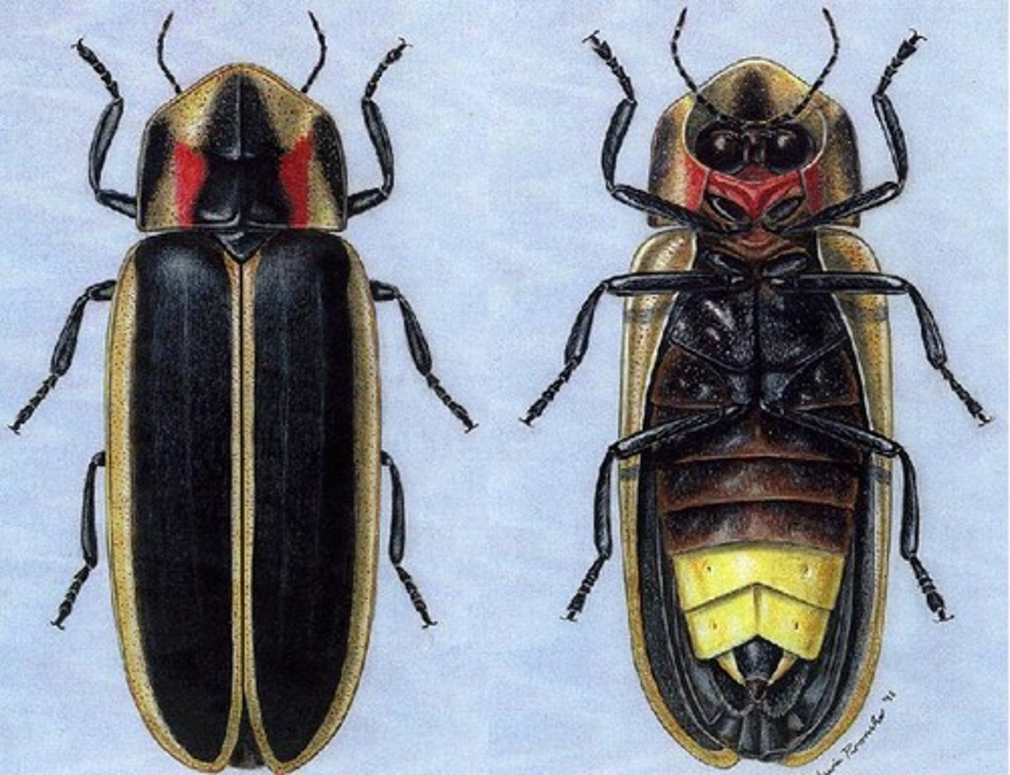 <p>Fireflies</p>