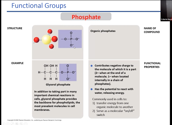 regualrory groups to chnage confirmation protein. deactivates and activates molecule

releases h+