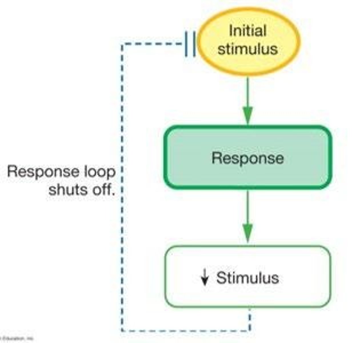 <p>A feedback mechanism where the response is opposite to the stimulus, stabilizing a variable.</p>