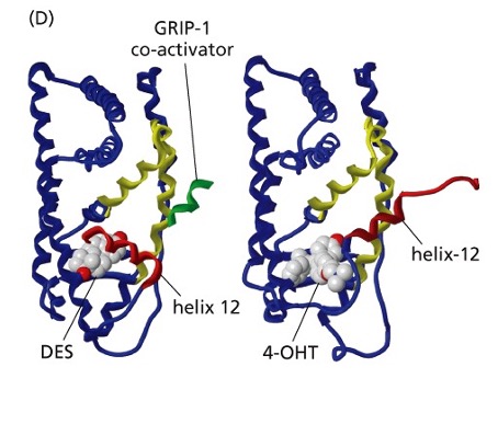 <p>What does Tamoxifen (4-OHT)   (selective estrogen receptor modulator (SERM) ) do?</p>