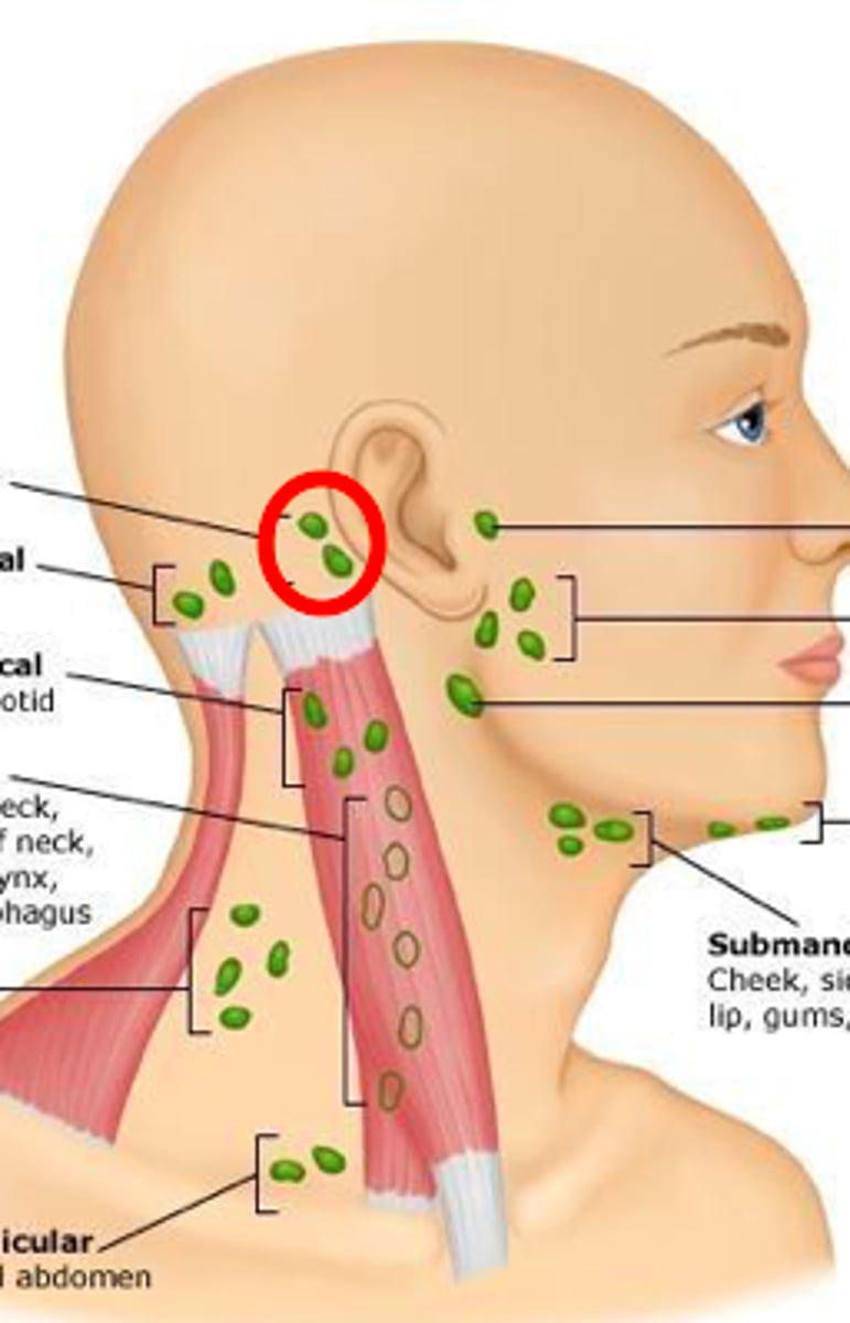 <p>behind ear</p>
