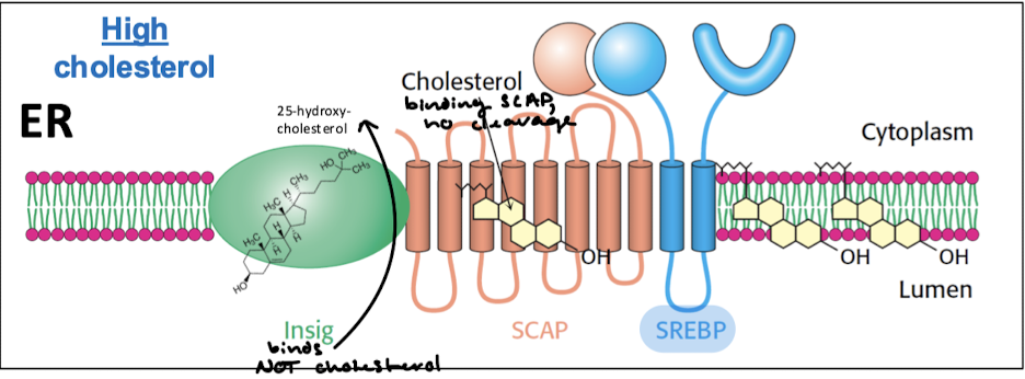 <p>SCAP binds cholesterol, which promotes its binding to insig (insulin-induced gene). Insig acts as an anchor to retain SCAP-SREBP on the ER membrane. Insig binds a metabolite of cholesterol (NOT cholesterol though) called 2,5-hydroxy-cholesterol, and this binding also promotes insig binding to SCAP-SREBP.</p>