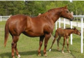 <p>Quarter horse</p>