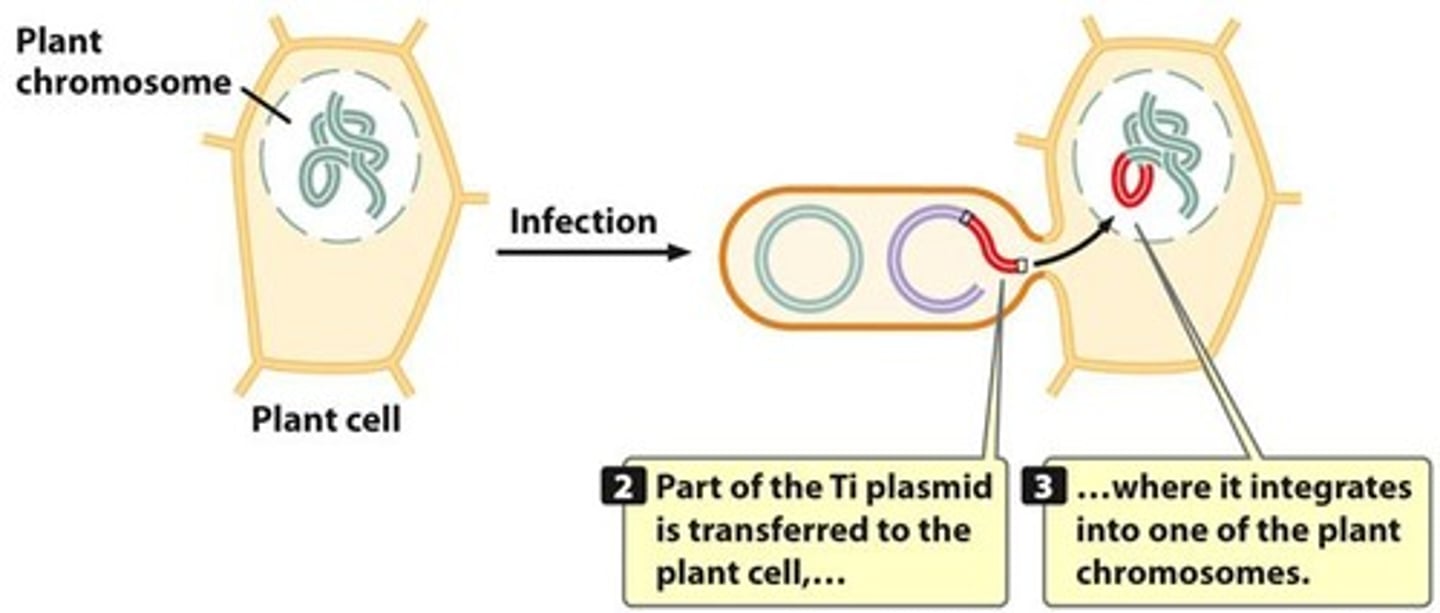 <p>The segment flanked by TL and TR is transferred to a plant cell and integrated into its DNA.</p>