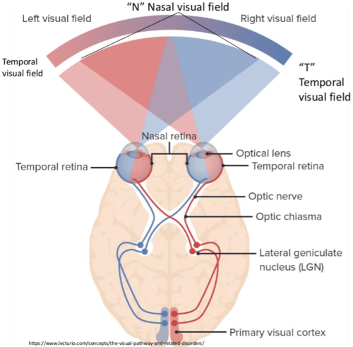 <p>Left visual cortex</p>