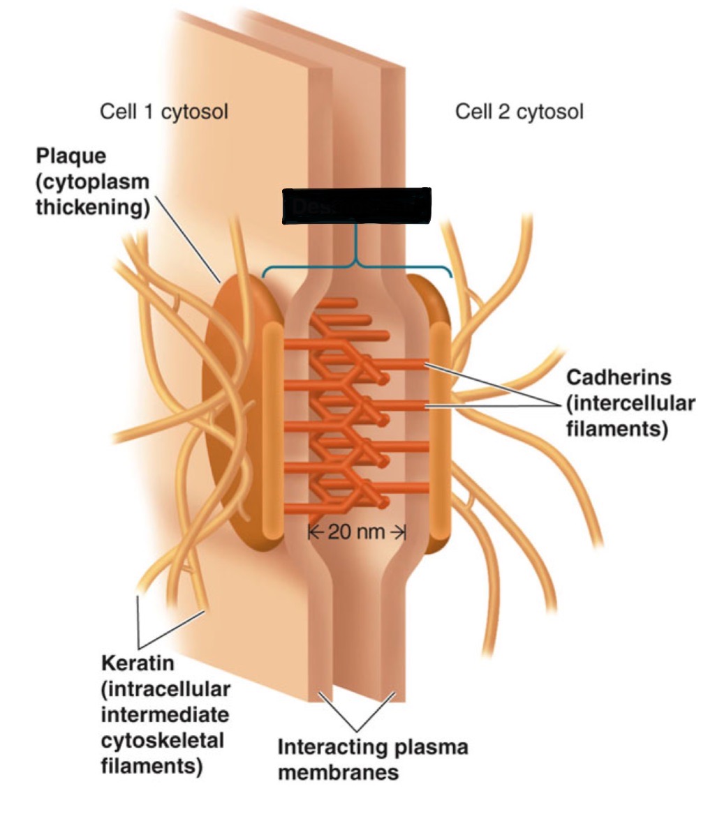 <ul><li><p>A kind of specialized cell junction that doesn’t come apart easily</p></li><li><p>act like “spot rivets” that anchor two closely adjacent non-touching cells</p></li><li><p>most abundant in tissues that are subject to considerable stretching</p></li></ul>
