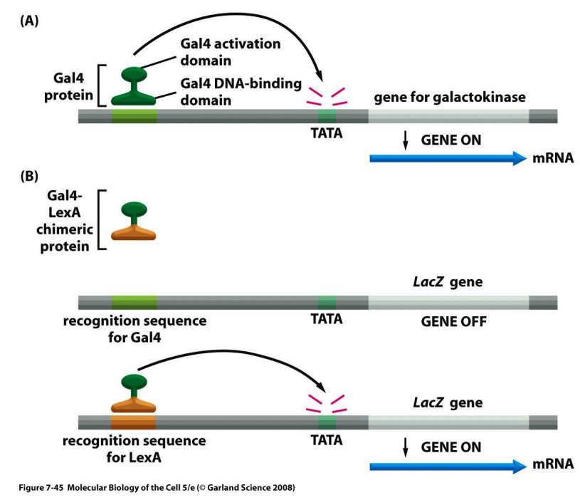 <p>a module of eukaryotic activator protein that accelerates frequency/rate of transcription</p><p>tends to be general about binding</p><p>binds to DNA binding domain (DBD) to recognize specific DNA sequence</p>