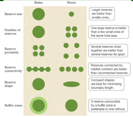 <p>larger reserves &gt; smaller reserves</p><p>one large reserve &gt; a few small ones equaling the same total area</p><p>several reserves close together &gt; several reserves far apart</p><p>reserves connected by habitat corridors &gt; unconnected</p><p>compact shapes &gt; stretched shapes (minimize boundary length)</p><p>reserve surrounded by a buffer zone &gt; one without a buffer zone</p>