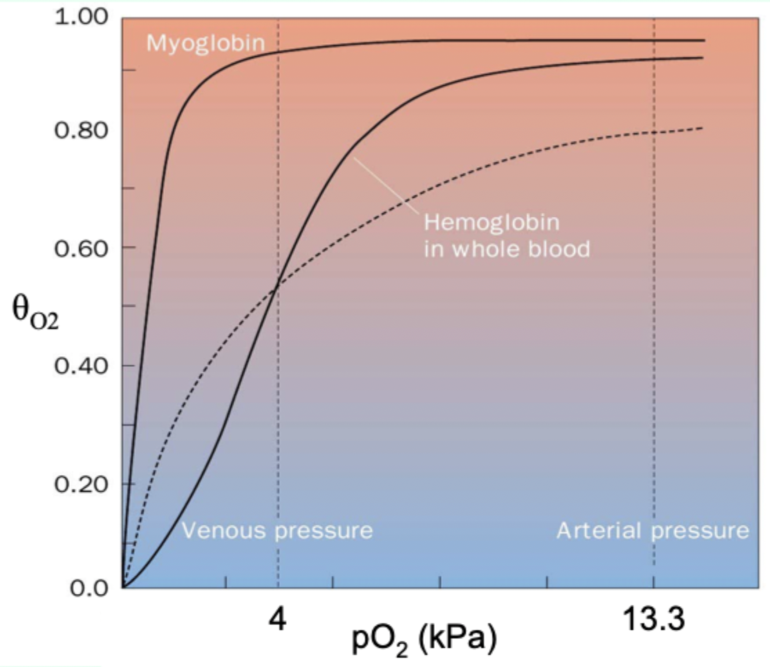 <p>Its hyperbolic curve makes it <strong>hold O2 too tightly at lower pO2</strong>.</p>