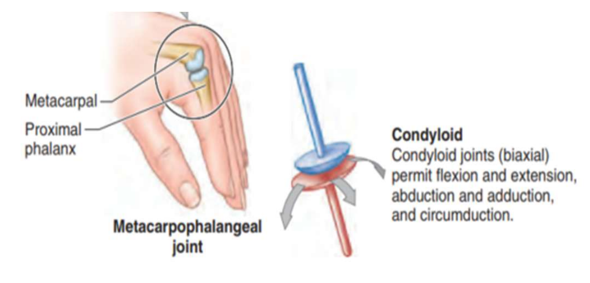 <ul><li><p>Permettent des mouvements dans deux directions (flexion/extension, abduction/adduction)</p></li><li><p>Exemples</p><ul><li><p>Articulations métacarpo-phalangiennes</p></li></ul></li></ul><p></p>