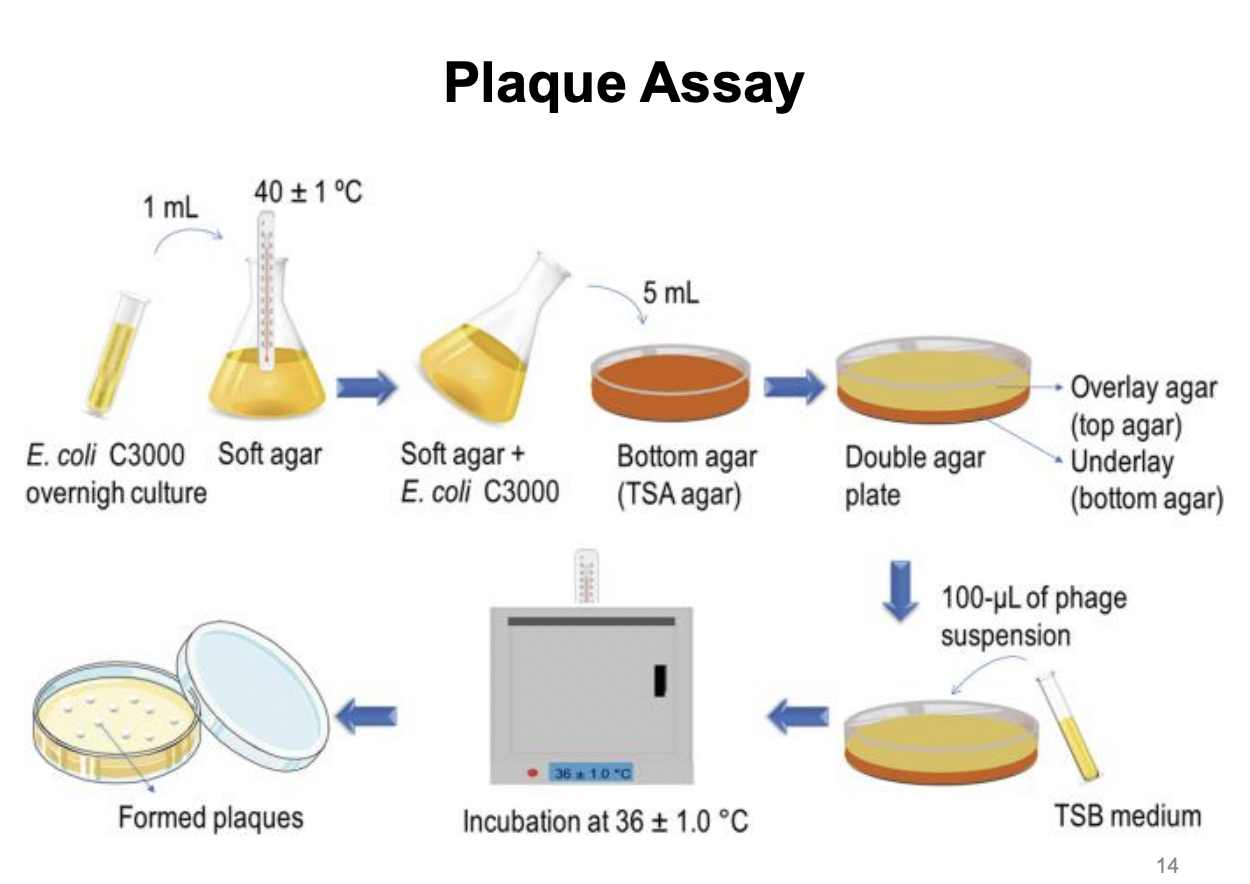 <ul><li><p>Create double agar plate by</p><ul><li><p>first pouring TSA agar onto an empty plate as bottom agar</p></li><li><p>then creating a mix of E. coli overnight culture + soft agar, then pouring this mix on top of solidified bottom TSA agar</p></li></ul></li><li><p>Pipette 100 uL phage suspension on top of solidifed E. coli + soft agar mix</p></li><li><p>Incubate at 36C</p></li><li><p>Observed formed plaques (indicative of bacterial cells lysed by viruses)</p></li></ul><p></p>