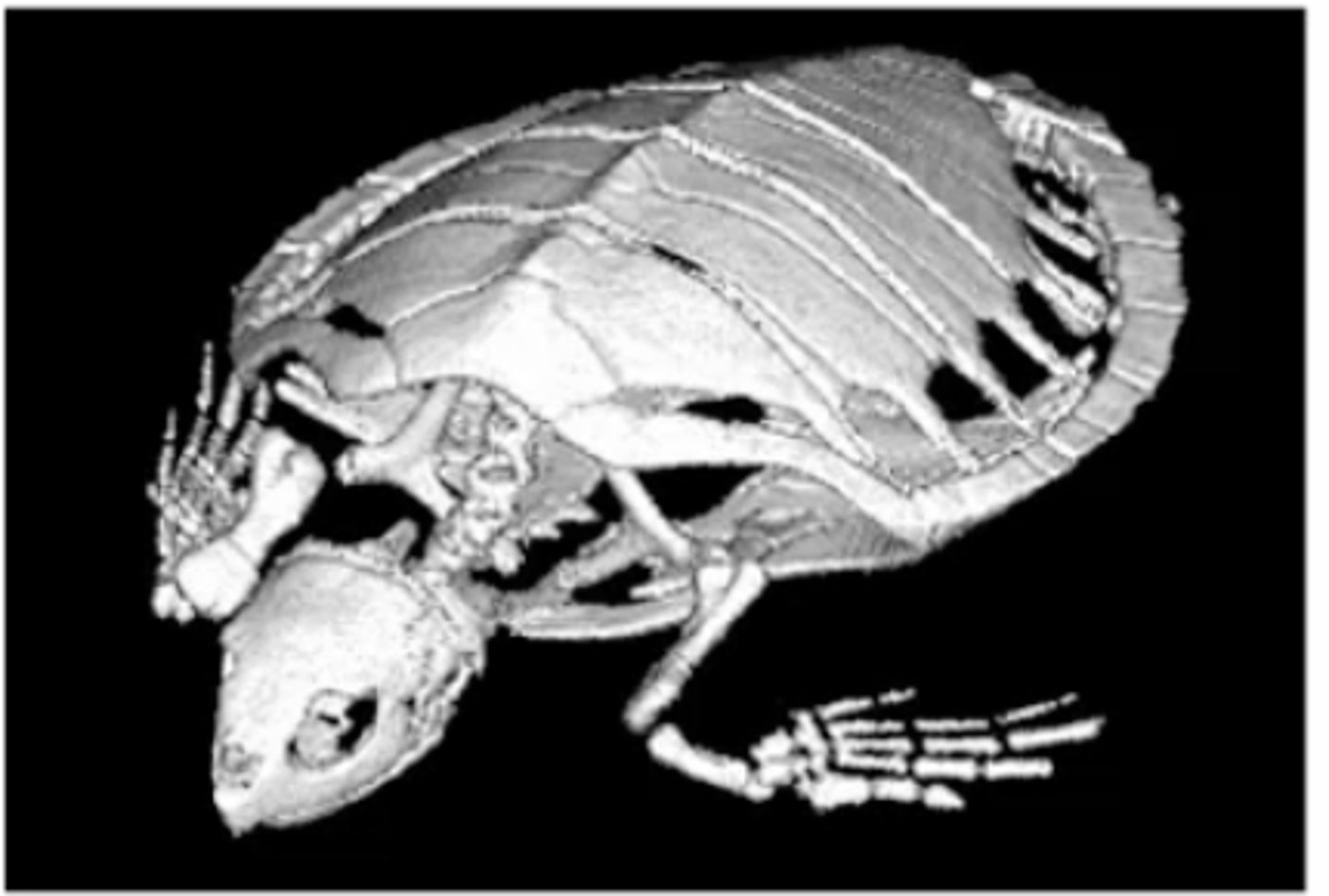 <p>1. Dorsal Shell. vertebral + rib bones (Rib &amp; pleural bone) sit on peripheral bone</p><p>2. Ventral Shell</p><p>3. 5 Digital bones</p><p>4. Large Papillae structures </p><p>5. Allows Turtles to drink saltwater</p><p>6. Males have longer tails (In Adults)</p>