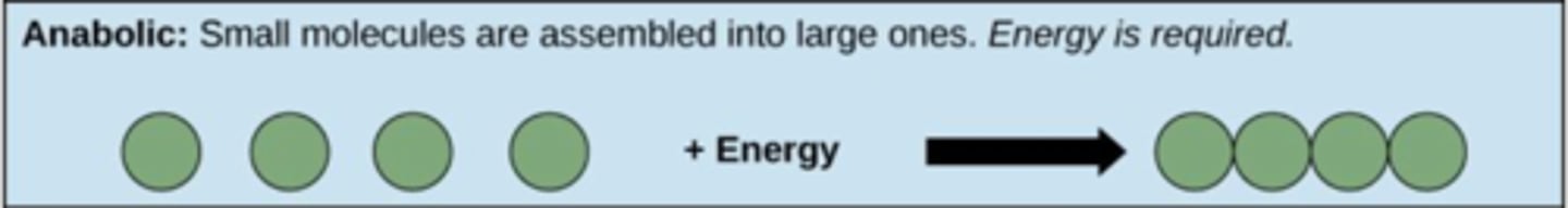 <p>anabolic</p>
