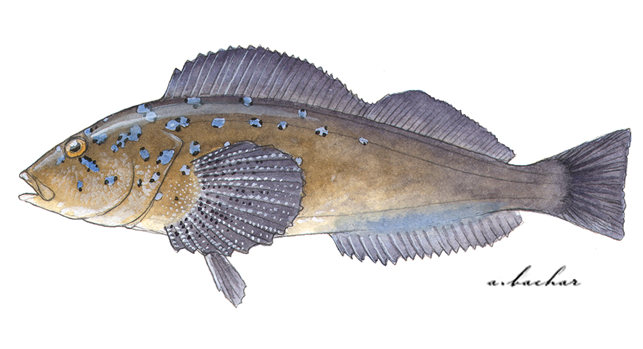 <p>Family Hexagrammidae</p>
