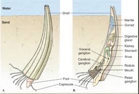 <p>-Tusk shells</p><p>-marine burrowers up to 25cm</p><p>-curved tubular shell opens above and below</p><p>-mantle cavity’s respiratory current drawn in and out of top hole by cilia and muscular movements</p><p>-lower openings <strong>captacula</strong> (foot and tentacles) for feeding in sediments and respiration</p><p>-radula present </p>