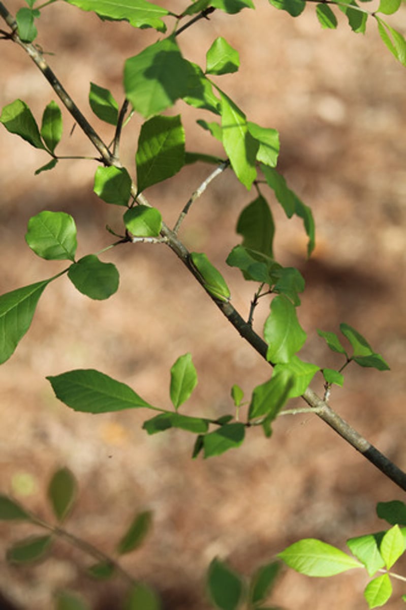 <p>what is the name of the tree that this frog is on?</p>