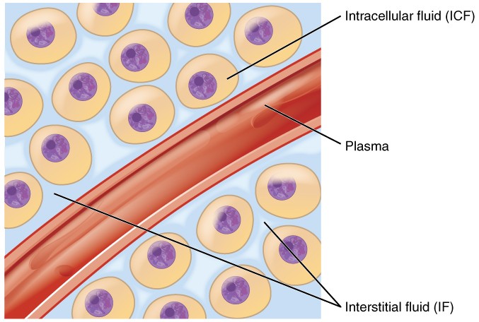 <p>Intra Cellular Fluid </p>