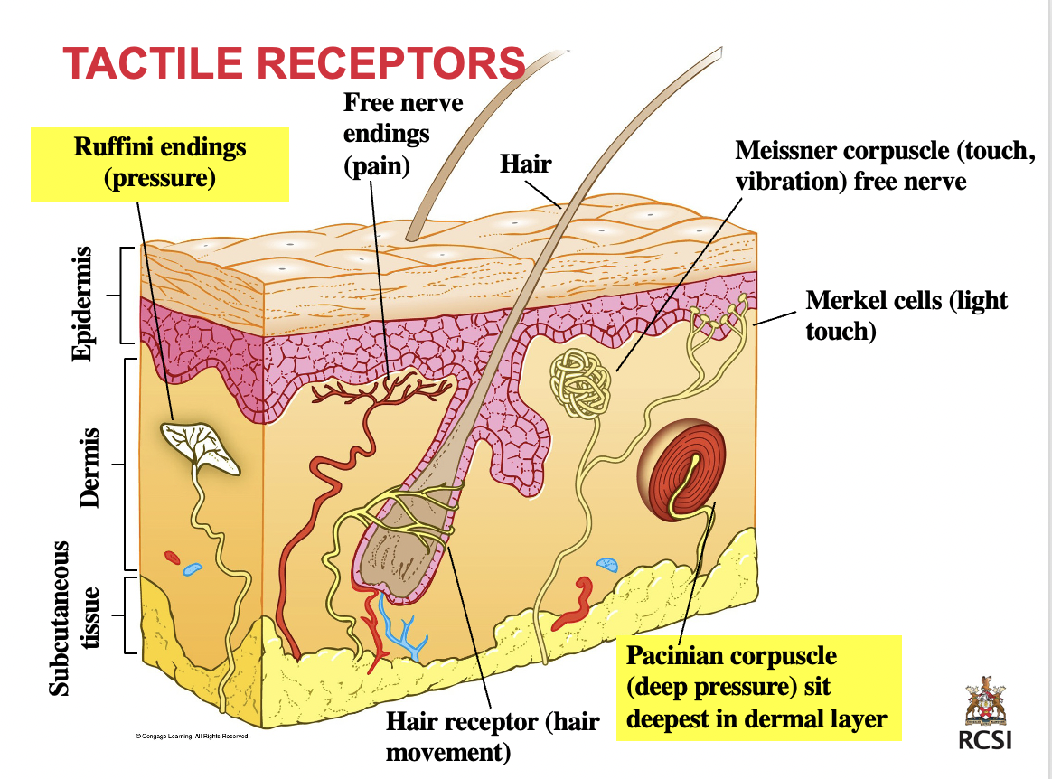 mechanoreceptors → **Ruffini’s end organs**

can be described how? found where? function?