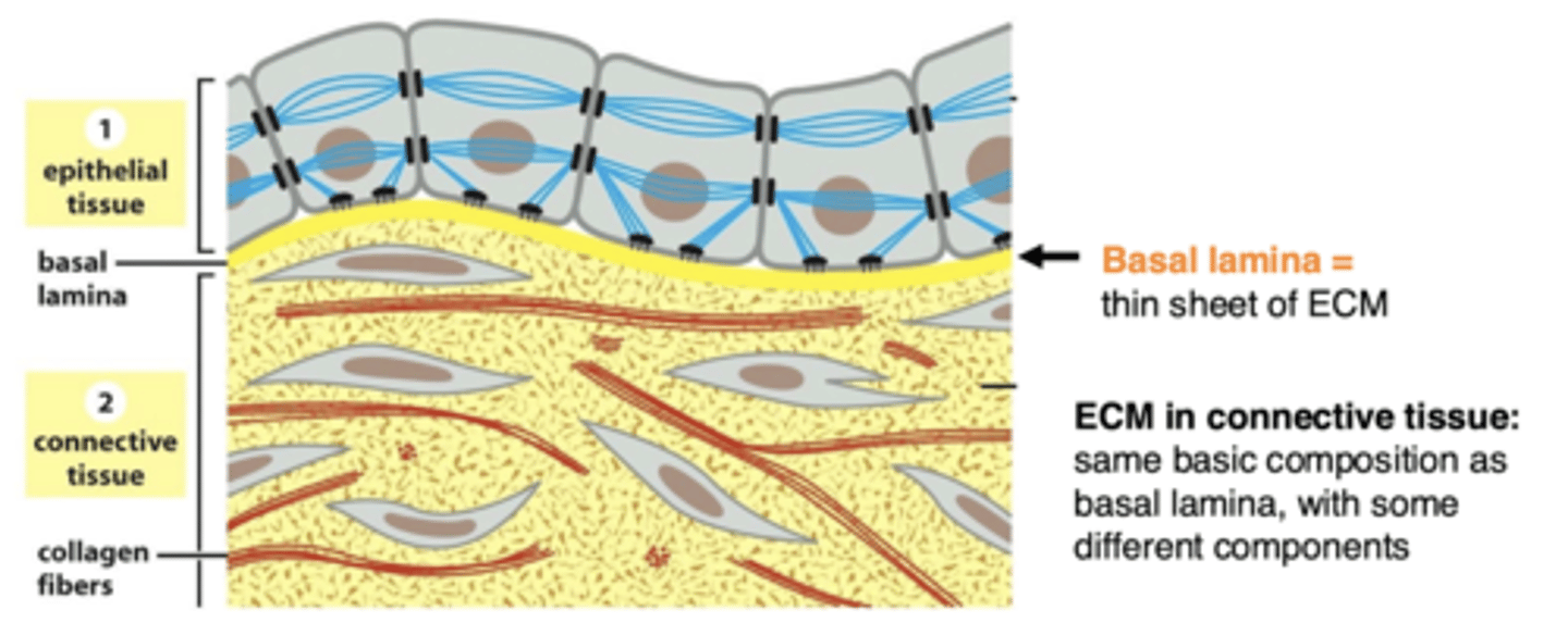 <p>the ECM, as cells are spare (connective tissue ECM has collagen fibers)</p>