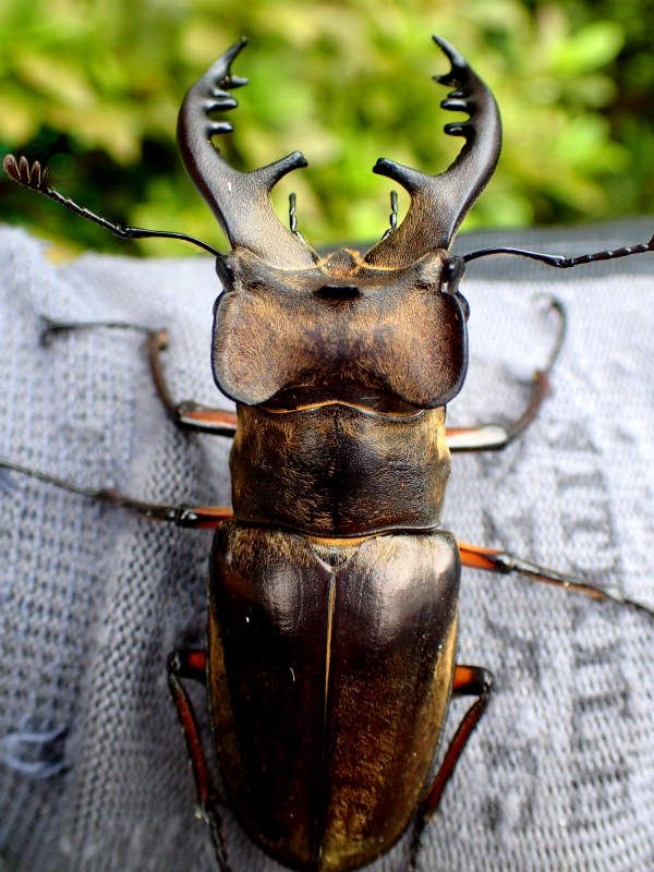 <p>Miyama stag</p>