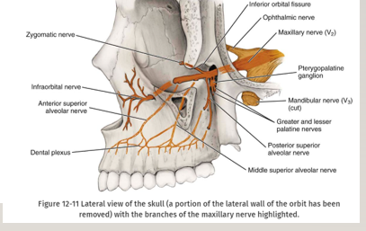 <p>-anterior superior alveolar</p><p>-middle superior alveolar</p><p>-infraorbital: inferior palpebral, lateral nasal, superior labial</p><p>-ASA nerve block not the same as the infraorbital nerve block- infraorbital anesthetizes soft tissues of the anterior portion of the face, not the teeth or intraoral soft and hard tissues</p>