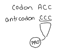 <p>The tRNA and the amino acid leave the ribosome</p>