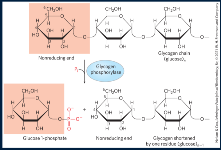 <p>glycogen phosphorylase removes a glucose residue from the non-reducing end of glycogen by the addition of inorganic phosphate. known as phosphorolysis . This yields glucose-1-phosphate and glycogen (n-1) (1 less glucose mlc). Glucose is phosphorylated w/o the use of ATP. Phosphorylase breaks this down via phosphorolysis </p>