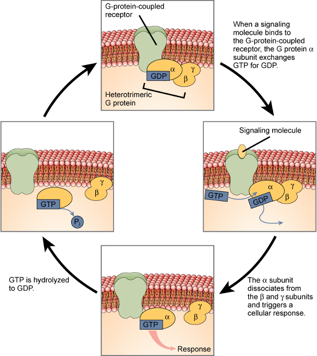<p>Phase 1: Activation (Flipping the Switch ON)</p><p></p><ol><li><p><strong>Signal Binds:</strong> The cycle begins when a <strong>signaling molecule</strong> (like a hormone) binds to the <strong>G-protein-coupled receptor (GPCR)</strong> from outside the cell.</p></li><li><p><strong>The Swap:</strong> This binding activates the GPCR, causing it to interact with the nearby G protein. This prompts the <strong>α subunit</strong> of the G protein to release its bound <strong>GDP</strong> and pick up a molecule of <strong>GTP</strong>. This GDP-for-GTP exchange is the crucial "ON" switch.</p></li><li><p><strong>Action:</strong> Now bound to GTP, the activated α subunit separates from the β and γ subunits. It is now free to move and trigger a specific <strong>cellular response</strong> by interacting with other proteins inside the cell.</p></li></ol><p></p><p>Phase 2: Deactivation (The Timer Turns it OFF)</p><p></p><ol start="4"><li><p><strong>Hydrolysis:</strong> The α subunit has a built-in timer. After a short period, it <strong>hydrolyzes</strong> the GTP back to GDP by removing a phosphate group (Pi).</p></li><li><p><strong>Reset:</strong> Once it's holding GDP again, the α subunit becomes inactive. It detaches from its target and rejoins the β and γ subunits, reforming the inactive G protein complex.</p></li></ol><p></p>