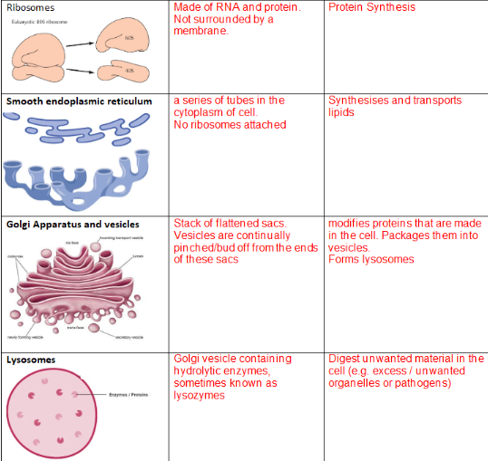 <p>GOLGI: MODIFIES, TRANSPORTS AND PROCESSED GLYCOPROTIENS.</p>
