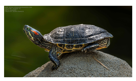 <p><span><span>Redish Stripe on head</span></span></p>