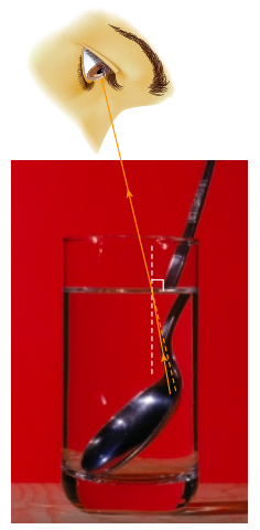 <ul><li><p>Light coming from the spoon below the water’s surface (to your eyes) travel from water into air.</p></li><li><p>So, if it hits water-air boundary at an angle (where your eyes are at), light will bend <strong><u>away</u></strong> from the normal.</p></li><li><p>BUT, our brain always thinks that light travels in straight line, so it will think that the spoon is behind where it is actually is. (We see a virtual image that is higher than the actual spoon tip)</p></li></ul>
