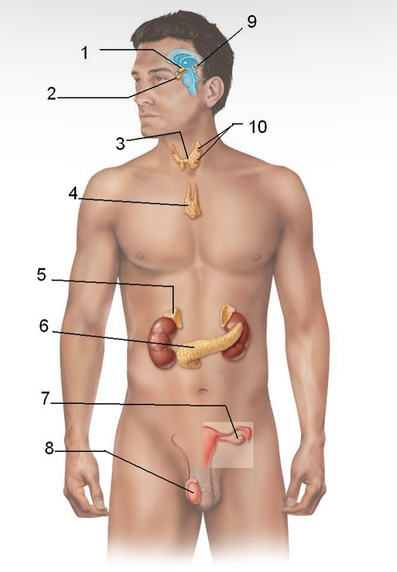 <p>Identify and name the major endocrine glands &amp; tissues of the human body</p>