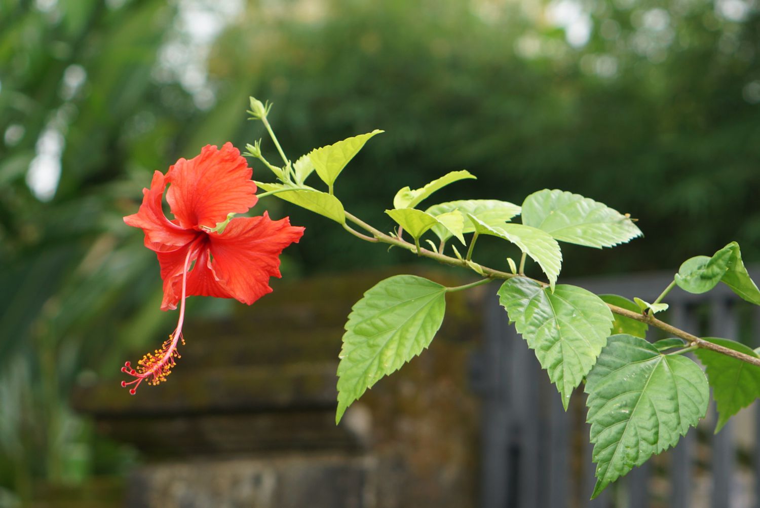 <p>Hibiscus</p>