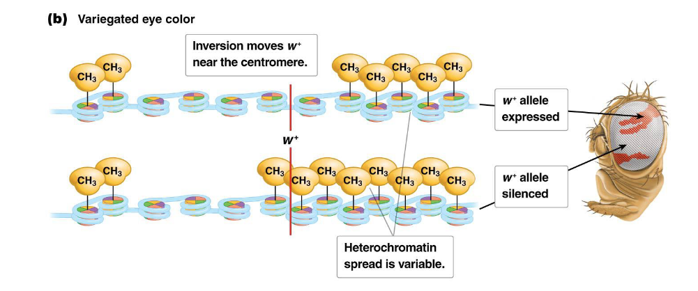 <ol><li><p>Normally, the fruit fly <em>Drosophila</em> has red eyes due to the expression of the <strong>w</strong> locus, which is typically located in a region of <em>euchromatin</em> near the telomere of the X chromosome.</p></li><li><p>However, if a chromosomal inversion occurs (e.g., induced by X-rays, as studied by Hermann Müller), the <strong>w</strong> locus can be moved near the centromere.</p></li><li><p>In this new location, the spread of <em>heterochromatin</em> from the centromere can extend into the <strong>w</strong> locus. In some cells, the gene becomes silenced, leading to white patches, while in other cells, it remains expressed, resulting in red patches. This phenomenon gives the fly's eyes a <em>variegated</em> (patchy red and white) appearance, demonstrating how dynamic chromatin structure dictates gene expression.</p></li></ol><p></p>
