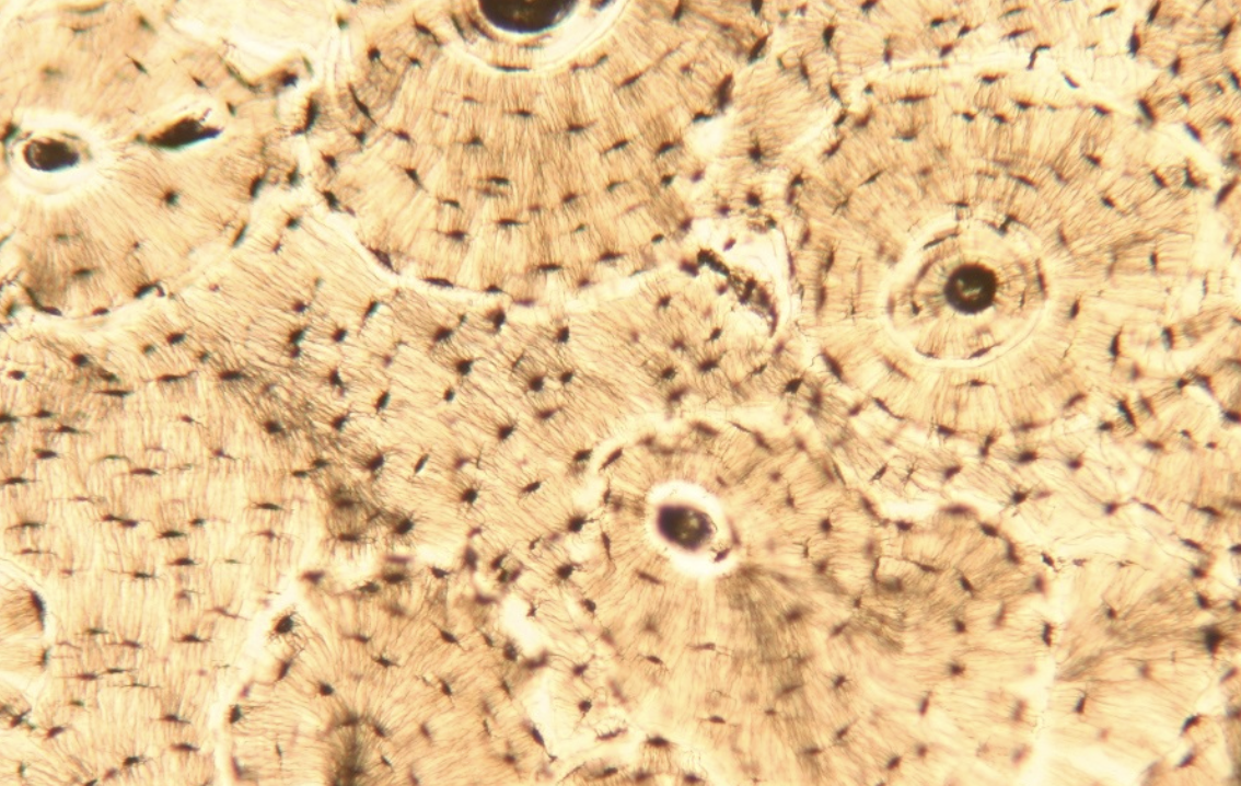 <ol><li><p>What tissue is this?</p></li><li><p>Where can it be found?</p></li><li><p>What is its function?</p></li></ol><p></p>