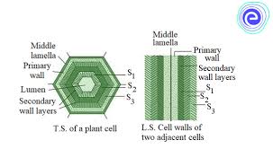 Structure of cell wall