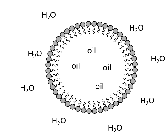 <p>Micelles</p><ul><li><p>Hydrophilic heads outside</p></li><li><p>Hydrophobic tails inside</p></li></ul><p></p>