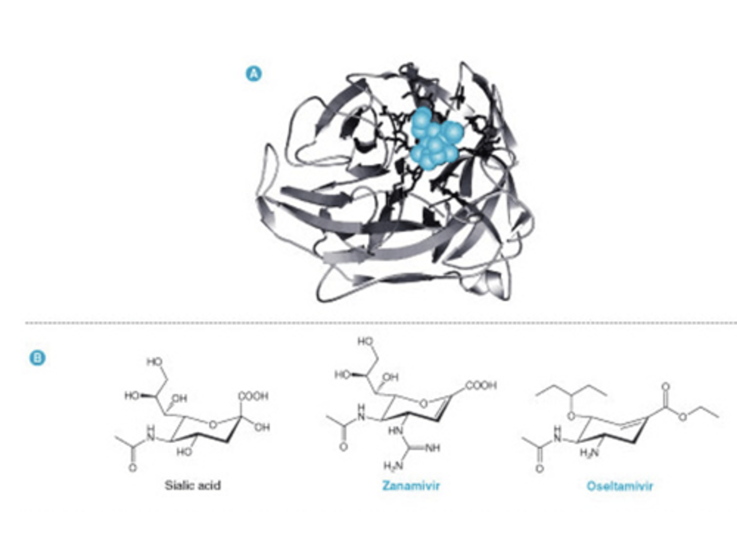 <p>block Influenza release</p><p>Mimic Sialic Acid and thus inhibit neuraminidase/sialidase</p><p>Block virus release and consequently new infection</p><p>Zanamivir &amp; Oseltamivir</p><p>–Reduce duration by 1-2 d</p><p>Zanamivir</p><p>–Influenza A &amp; B</p><p><strong>Oseltamivir</strong></p><p>–Prophylactic use</p>