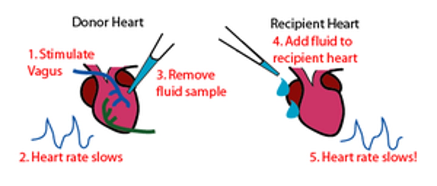 <p>-conducted an experiment with frogs hearts to demonstrate a chemical interaction between nerves</p><p>-discovery of first neurotransmitter</p><p>Neurons release at least two different chemicals that have opposite effects.</p>