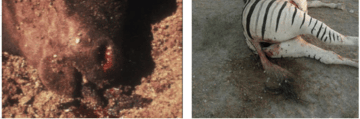 <p>which disease is very fatal and the animals that it kills are bloated, have dark, unclotted blood, hemorrhage in their anus, mouth, and nostrils, and have no rigor mortis?</p>