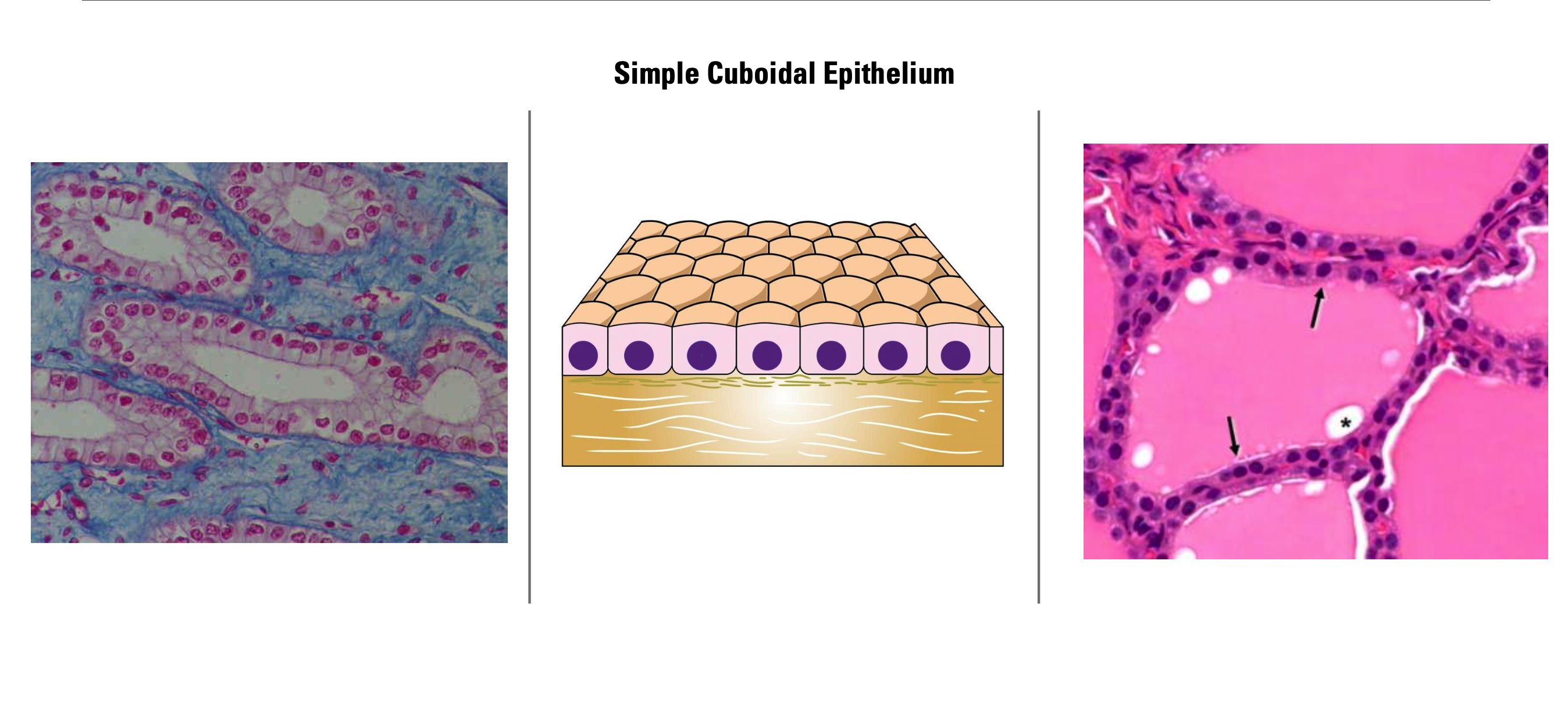 <p><span><strong>Simple Cuboidal Epithelium</strong></span></p>