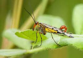 <p>Scorpion flies (schorpioenvliegen)</p>