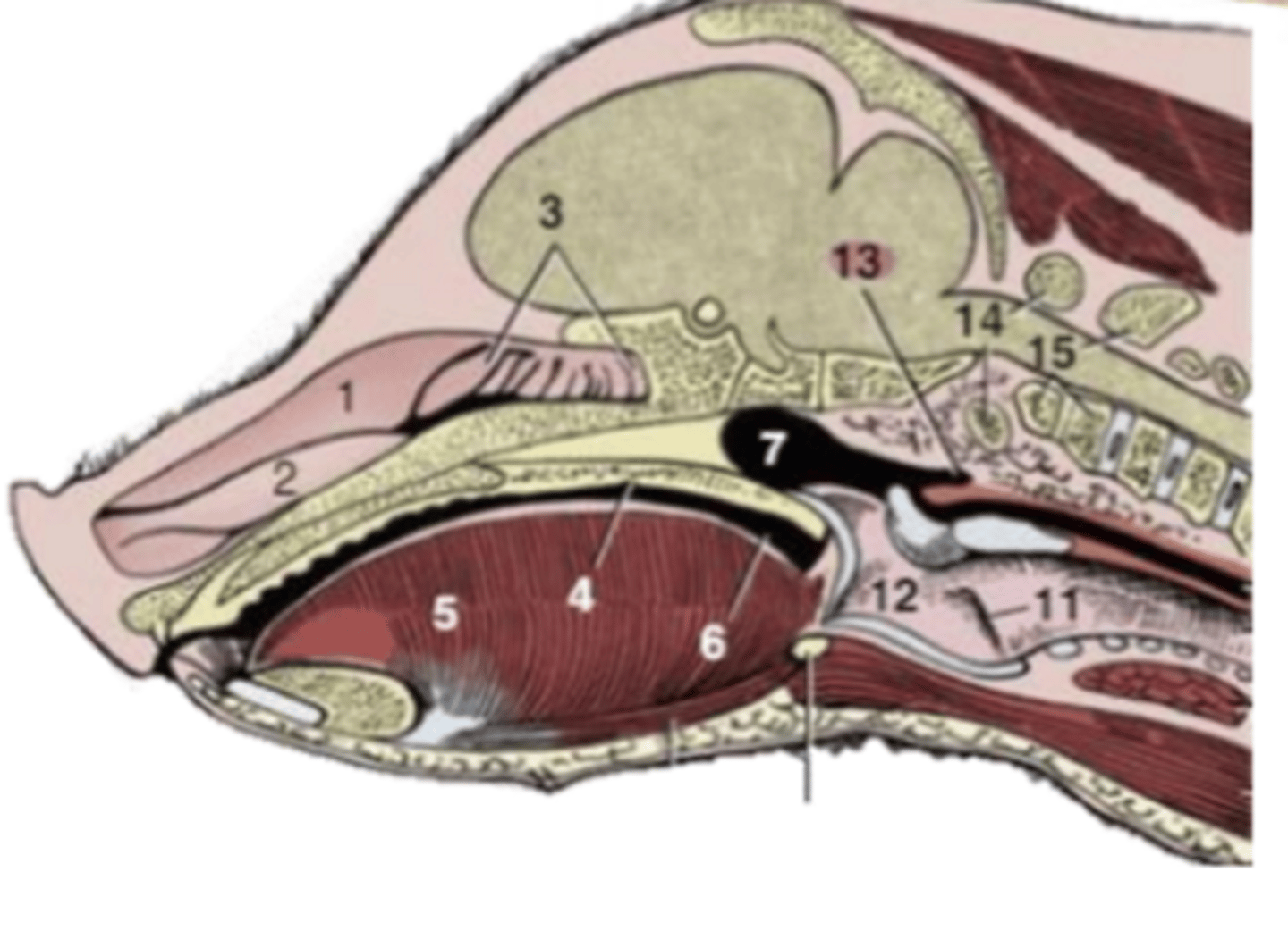 <p>Species differences:</p><p>- larger pharynx relative to head size</p><p>- pharyngeal diverticulum </p>