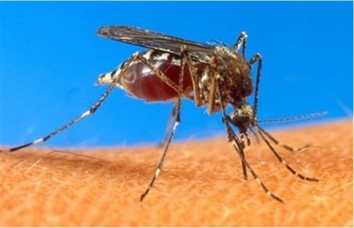 <p>strips on legs, agressive</p>