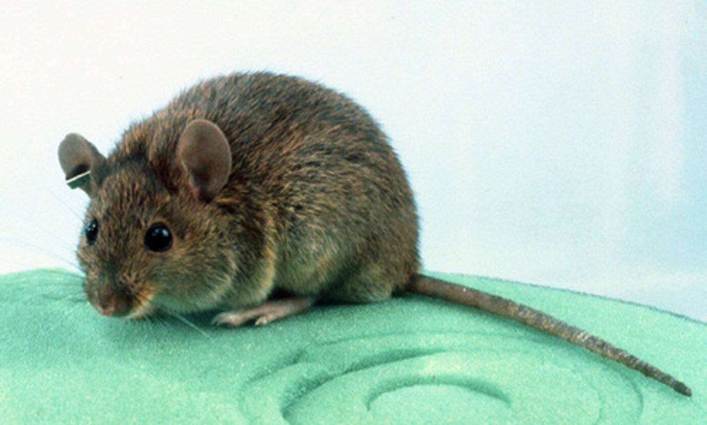 <p>Cane mouse</p>