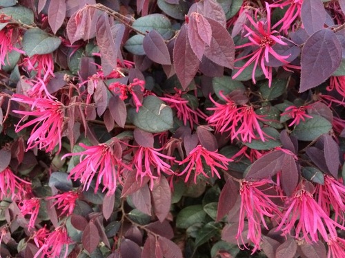 HAMAMELIDACEAE (witchhazel family)
-generally medium sized shrub
-can be grown into a small tree
-simple, alternate arrangement 
-mostly entire margins
-oblique leaf base
-scabrous leaf 
-purple/green foliage
-flowers ligulate "fringe-like"